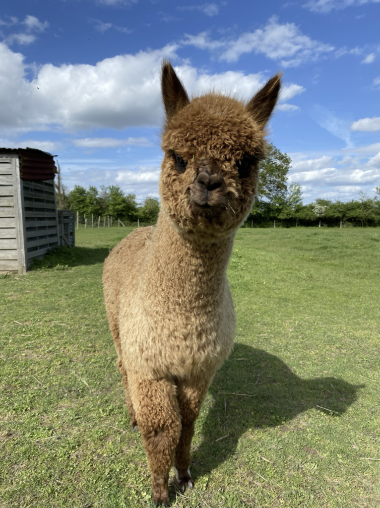 Toffee